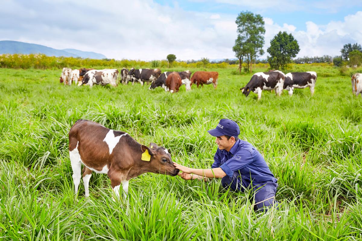 Da Nang approves first-ever dairy project