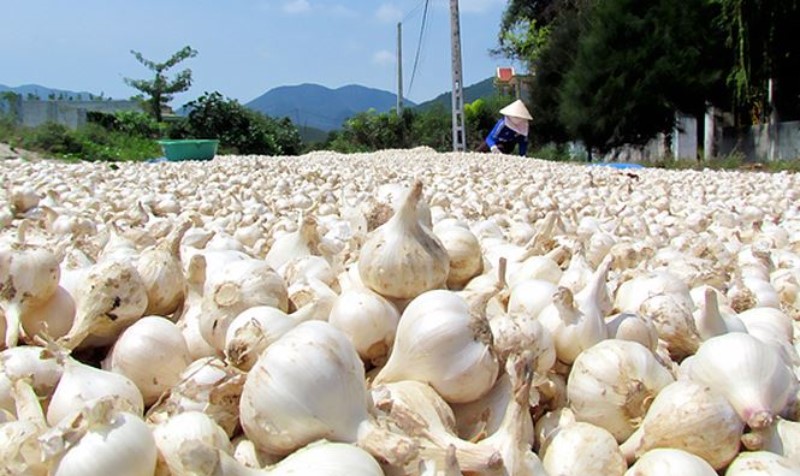 Doanh nghiệp Nhật Bản muốn đầu tư trồng tỏi voi ở Lý Sơn