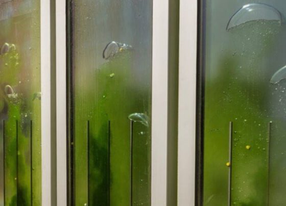 19 lý do khiến tảo có thể trở thành công nghệ xây dựng bền vững tiềm năng của tương lai