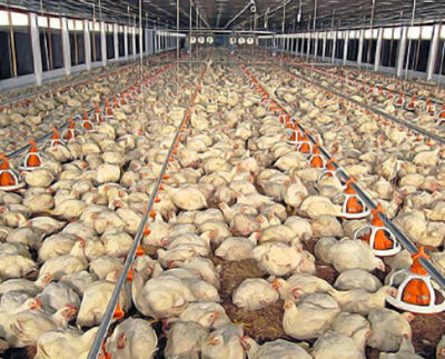 CP Foods