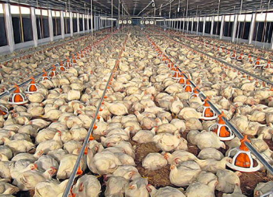 CP Foods