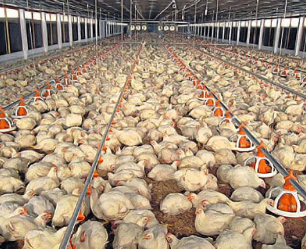 CP Foods