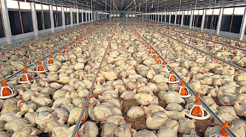 Thailand’s CP Foods expands investment in Vietnam with eyes on CPTPP