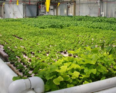 Hau Giang seeks investment in hi-tech agricultural park