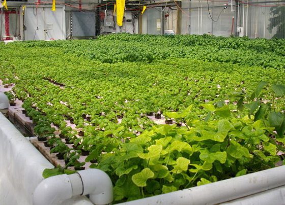 Hau Giang seeks investment in hi-tech agricultural park