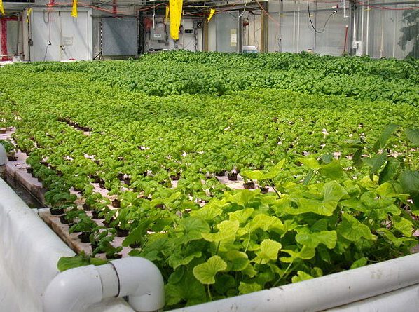Hau Giang seeks investment in hi-tech agricultural park
