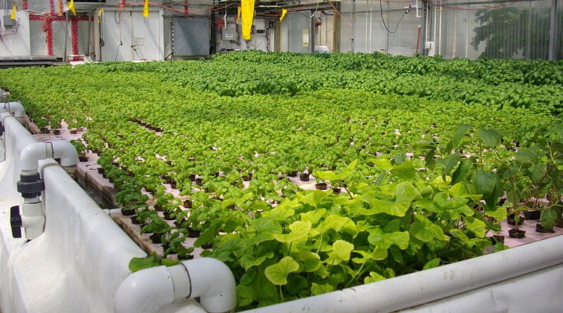 Hau Giang seeks investment in hi-tech agricultural park