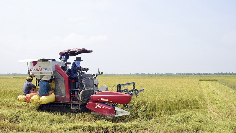Quảng Trị đầu tư nhà máy xay xát, chế biến lúa gạo công suất 1,5 tấn/giờ