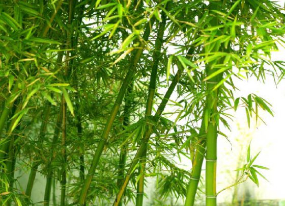 Những vật liệu xanh có thể thay thế thép trong xây dựng
