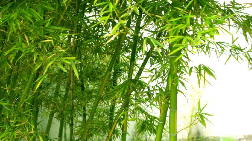 Những vật liệu xanh có thể thay thế thép trong xây dựng