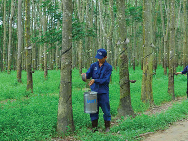 Rubber Group builds three processing plants