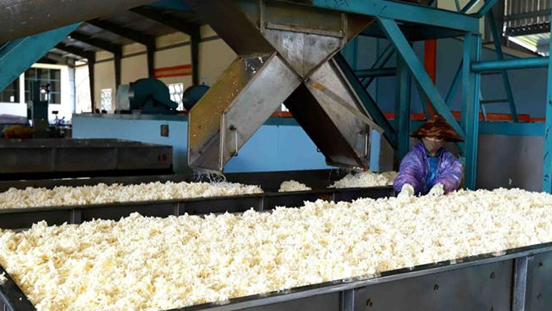 VRG quy hoạch 3 nhà máy chế biến ở phía Bắc