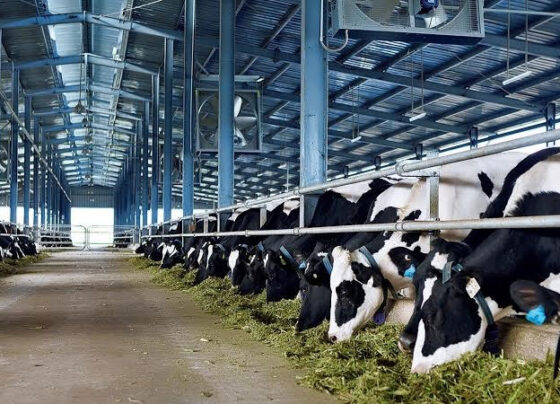 Cao su Đồng Nai muốn chuyển sang đầu tư KCN, hợp tác Vinamilk