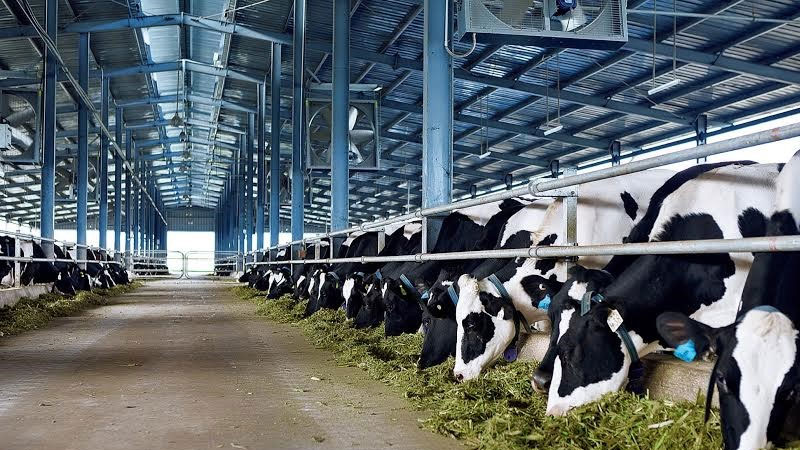 Cao su Đồng Nai muốn chuyển sang đầu tư KCN, hợp tác Vinamilk mở trang trại bò sữa 2.400 tỉ đồng