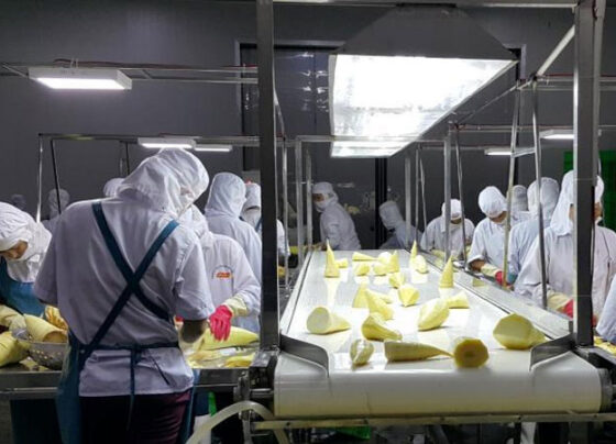 Đầu tư nhà máy chế biến rau quả DOVECO