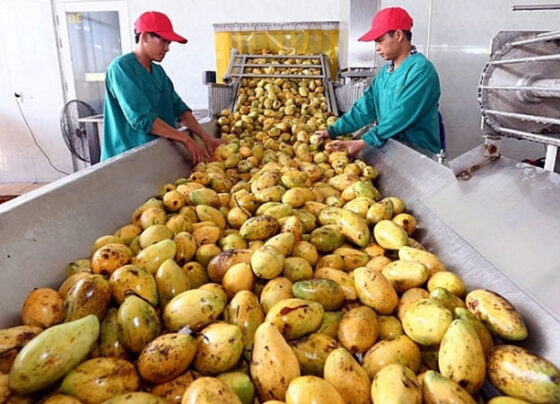 Sắp xây dựng nhà máy bảo quản và chế biến nông sản xuất khẩu tại Hải Dương