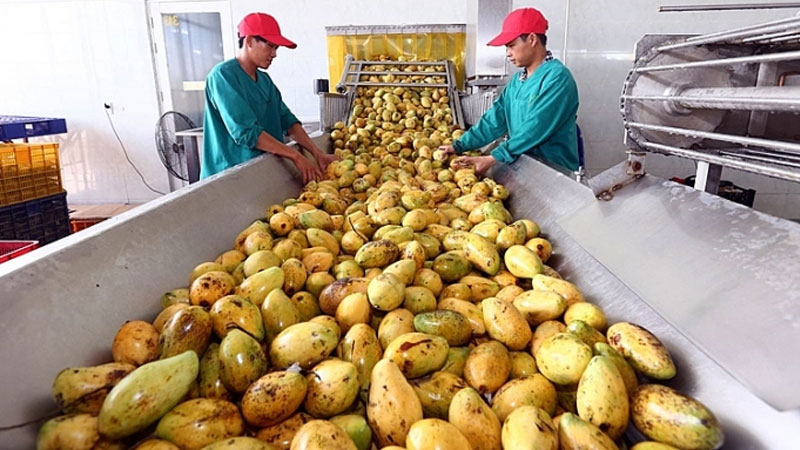 Sắp xây dựng nhà máy bảo quản và chế biến nông sản xuất khẩu tại Hải Dương