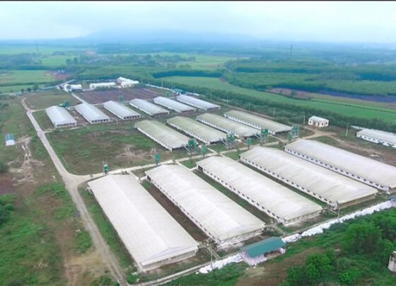 Gia Lai sắp có dự án chăn nuôi công nghệ cao hơn 1.000 tỷ