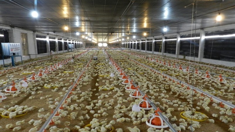 Đầu tư dự án trang trại chăn nuôi gà công nghệ lạnh khép kín
