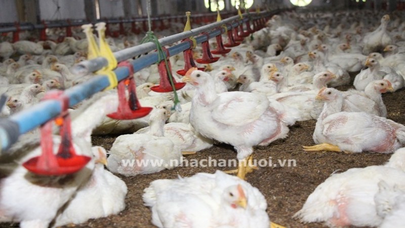 Thái Nguyên: Đánh giá tiến độ Dự án chăn nuôi lợn và gà công nghệ cao