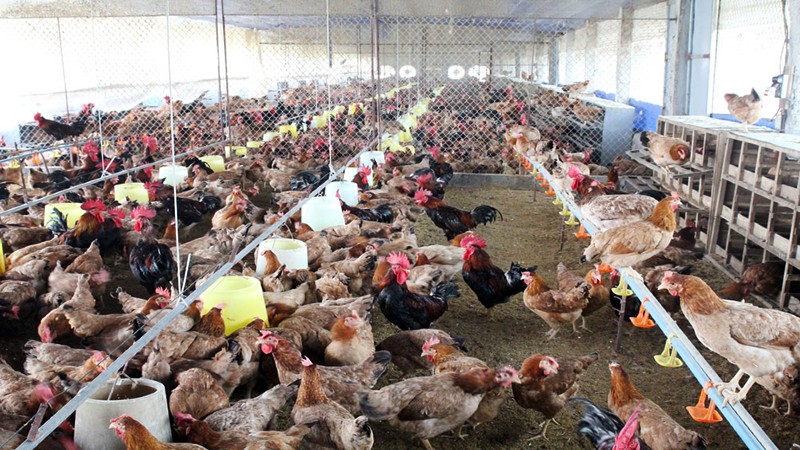 Công ty Hà My: Triển khai dự án khu trang trại chăn nuôi gà thịt