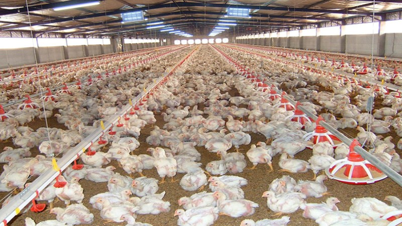 Thanh Hóa tích cực tháo gỡ khó khăn cho các dự án chăn nuôi