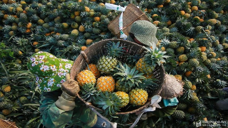 Nghệ An sẽ có thêm Nhà máy chế biến hoa quả hiện đại