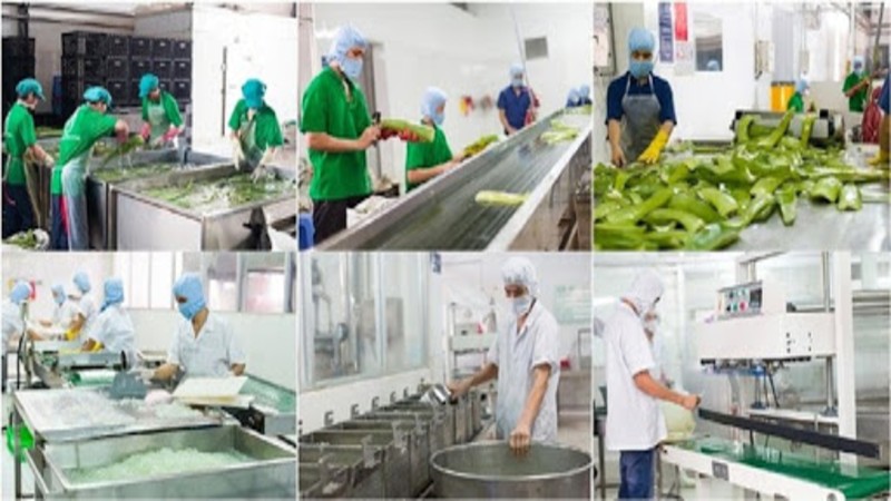 Bình Định cho phép đầu tư Nhà máy sản xuất, cắt hạt nha đam