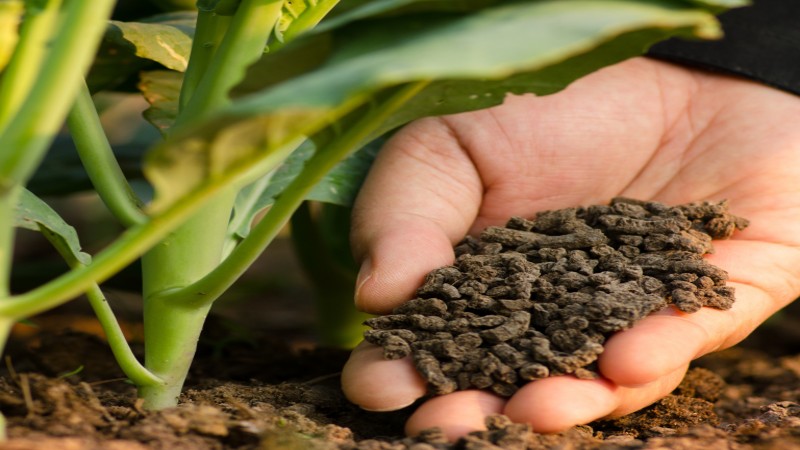 Chủ trương đầu tư dự án Nhà máy sản xuất phân bón MeKong Greenbio