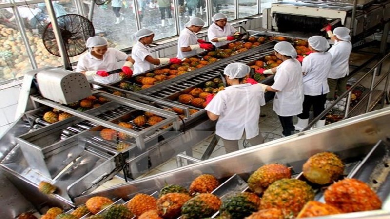 Chế biến 5.000 tấn rau, củ, trái cây tươi mỗi năm