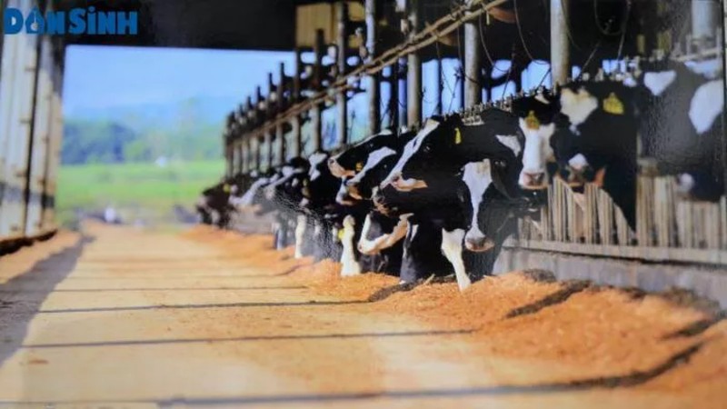 TH True Milk sẽ khởi công xây dựng trang trại bò sữa gần 2.700 tỷ đồng tại An Giang vào ngày 27/2