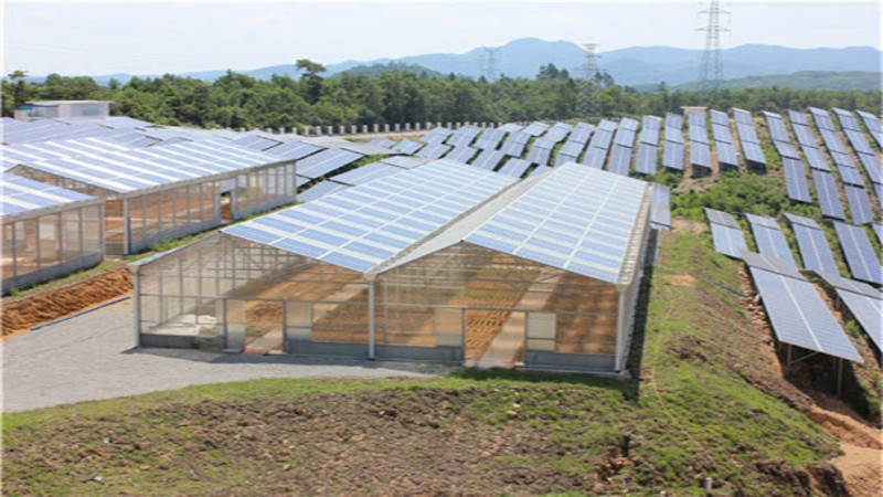 Quảng Trị: Chấp thuận chủ trương dự án trang trại kết hợp điện mặt trời áp mái