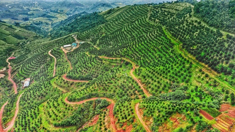 Chấp thuận chủ trương đầu tư dự án Trồng dược liệu dưới tán rừng của Công ty TNHH Nông trại Châu Âu
