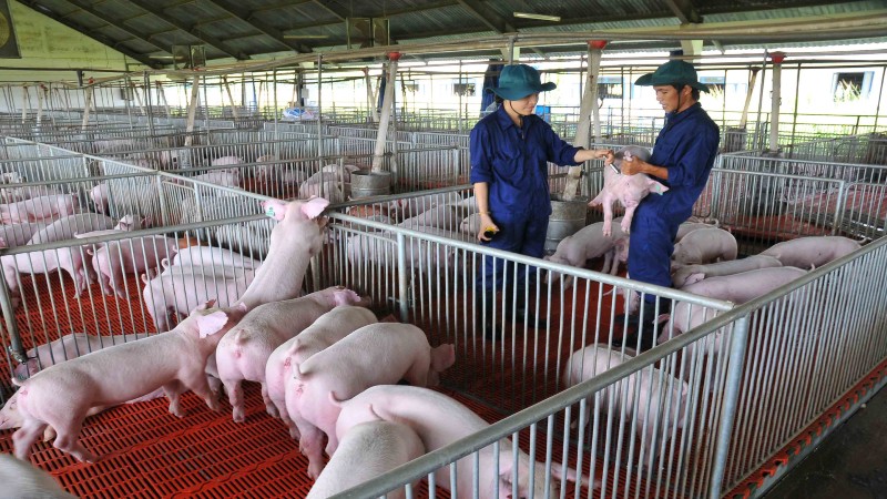 Những tín hiệu tích cực từ ngành chăn nuôi