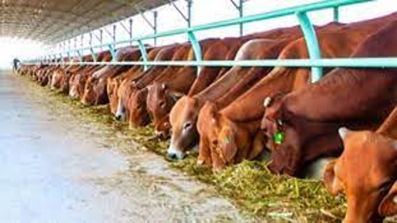 Quảng Nam: Quyết định cho phép Lâm Bảo Phát chuyển mục đích sử dụng đất để thực hiện dự án trang trại chăn nuôi bò thịt cao sản