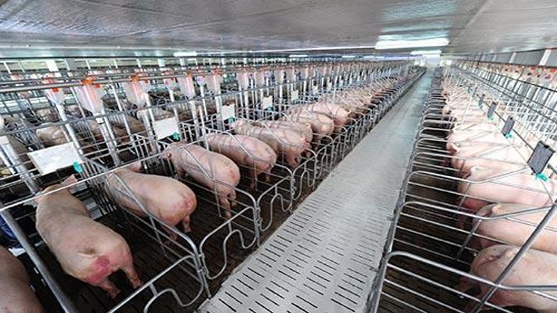 Quảng Trị: “Bật đèn xanh” cho dự án trang trại chăn nuôi công nghệ cao khép kín 280 tỷ đồng