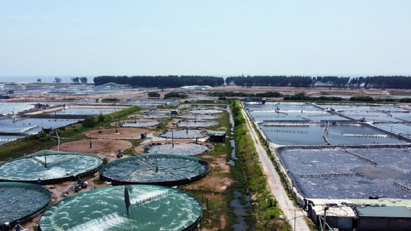 Bình Định gọi vốn 1.500 tỷ làm khu nuôi tôm công nghệ cao rộng 230ha