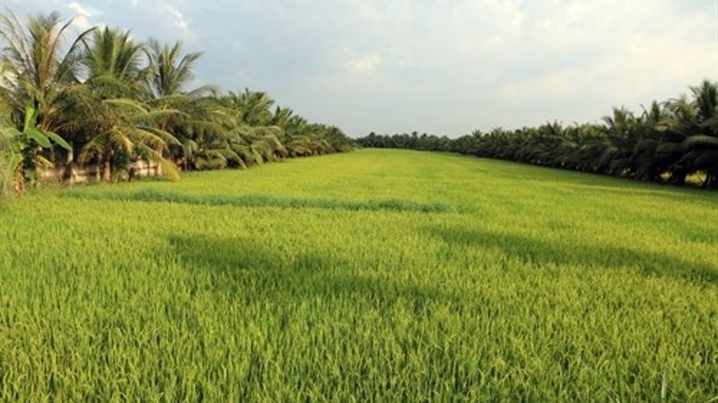 Long An: Chuyển đổi 35ha đất trồng lúa để làm dự án Cụm công nghiệp Đông Quang