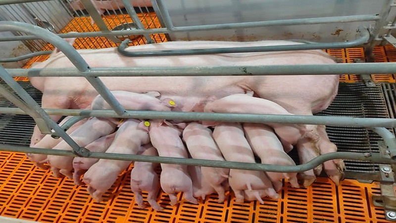 Quảng Trị: Dabaco đầu tư dự án khu chăn nuôi lợn giống và thương phẩm gần 948 tỉ đồng