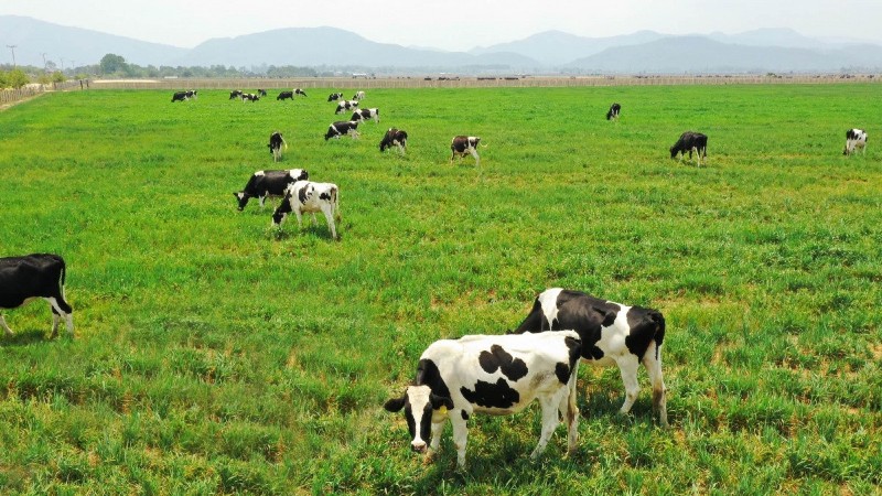 Vinamilk (VNM): Tăng tốc tái định vị thương hiệu, chuẩn bị khởi công nhà máy sữa 4.600 tỷ đồng tại Hưng Yên